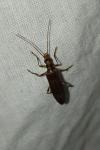 Oedemera femoralis