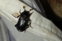 Nicrophorus humator