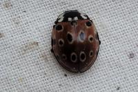 Anatis ocellata