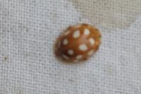 Halyzia sedecimguttata