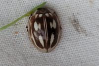 Myzia oblongoguttata