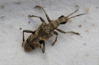 Rhagium mordax
