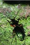 Carabus auronitens