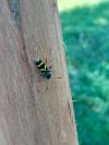Clytus arietis