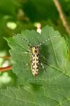 Saperda scalaris