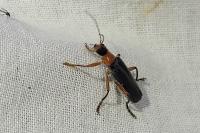 Cantharis pellucida
