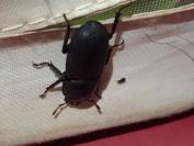 Dorcus parallelipipedus