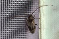 Exocentrus adspersus