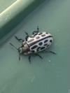 Chrysomela vigintipunctata