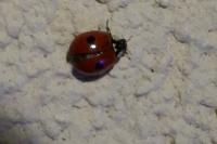 Adalia bipunctata