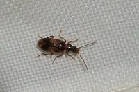 Notoxus monoceros