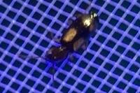 Dromius quadrimaculatus