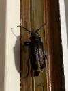 Prionus coriarius