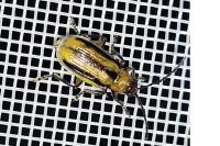 Diabrotica virgifera