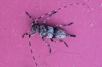 Acanthocinus griseus