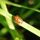 Anisosticta novemdecimpunctata