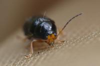 Cryptocephalus flavipes