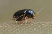 Cryptocephalus flavipes