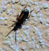 Polistichus connexus