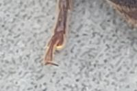 Arhopalus rusticus