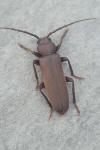Arhopalus rusticus