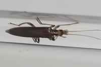 Oedemera femoralis