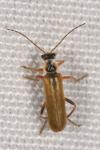 Cantharis decipiens