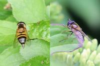 Epistrophe eligans
