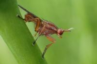 Ilione albiseta