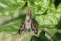 Otites lamed