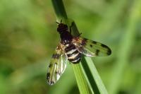 Otites porcus