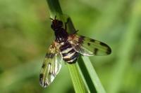 Otites