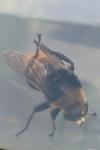 Merodon equestris