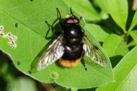 Volucella bombylans
