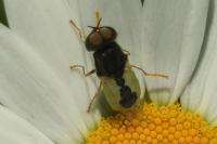 Oplodontha viridula