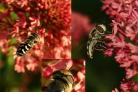 Scaeva pyrastri