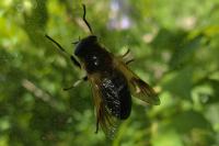 Therioplectes gigas
