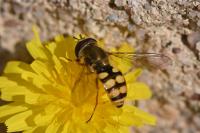 Eupeodes corollae