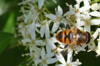 Eristalis tenax
