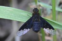 Hemipenthes morio