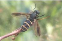 Temnostoma bombylans