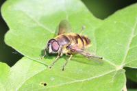 Eristalis tenax