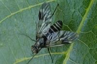 Ibisia marginata