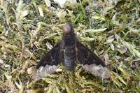 Hemipenthes morio