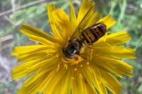 Episyrphus balteatus
