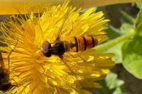 Episyrphus balteatus