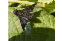 Hemipenthes morio
