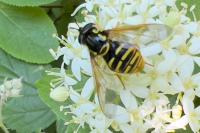 Chrysotoxum cautum
