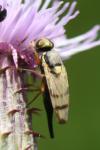 Urophora stylata