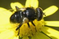 Eristalinus sepulchralis